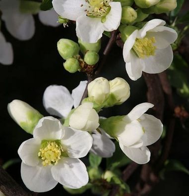 Zierquitte Nivalis 40-60cm - Chaenomeles