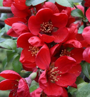 Niedrige Scheinquitte Sargentii 40-60cm - Chaenomeles japonica