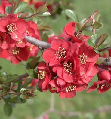 Zierquitte Hollandia 40-60cm - Chaenomeles