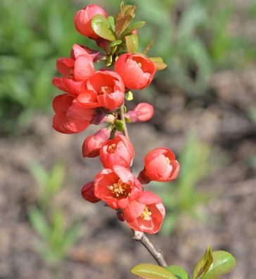 Zierquitte Red Joy 40-60cm - Chaenomeles
