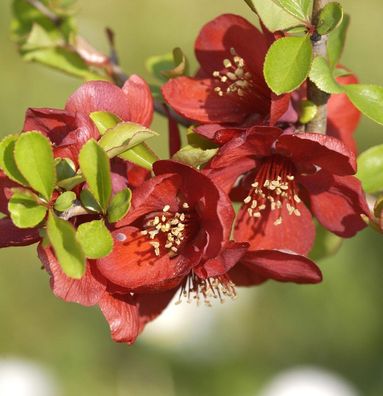 Zierquitte Crimson and Gold 40-60cm - Chaenomeles