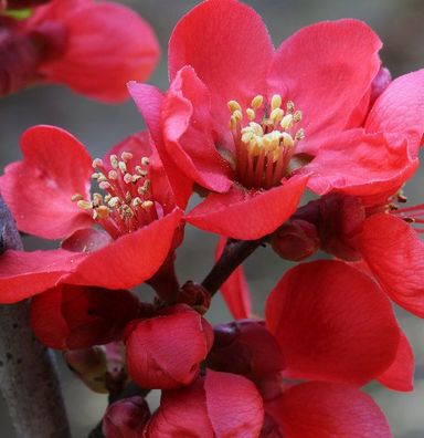 Zierquitte Scarlet Storm® 60-80cm - Chaenomeles