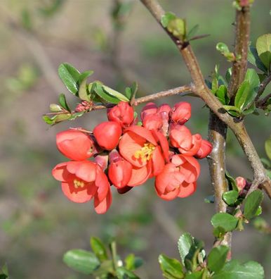 Zierquitte Mango Storm® 60-80cm - Chaenomeles
