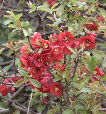 Hochstamm Zierquitte Friesdorfer Typ 205 60-80cm - Chaenomeles