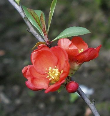 Hochstamm Zierquitte Cido 80-100cm - Chaenomeles