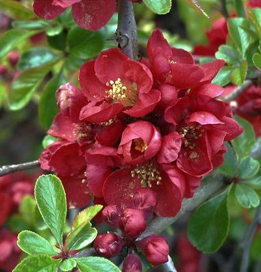 Niedrige Scheinquitte 80-100cm - Chaenomeles japonica