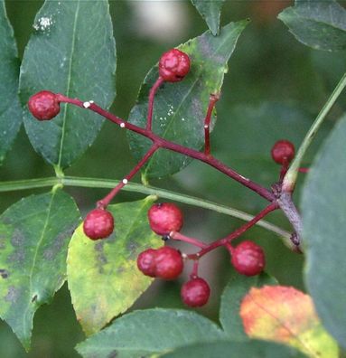 Pfefferstrauch 125-150cm - Zanthoxylum simulans