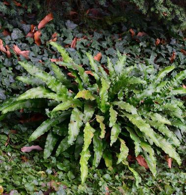Hirschzungenfarn - Asplenium scolopendrium
