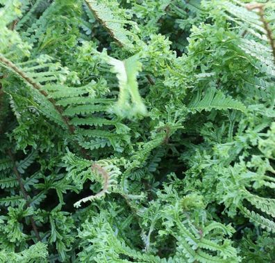 Krauser Wurmfarn Crispa Cristata - Dryopteris affinis
