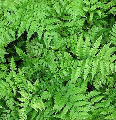 Vidals Frauenfarn - Athyrium vidalii
