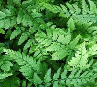 Schmaler Schildfarn - Polystichum tsus simense