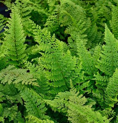 Weicher Schildfarn Herrenhausen - Polystichum setiferum