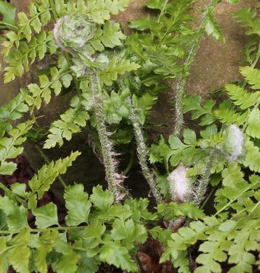 Weicher Schildfarn - großer Topf - Polystichum setiferum
