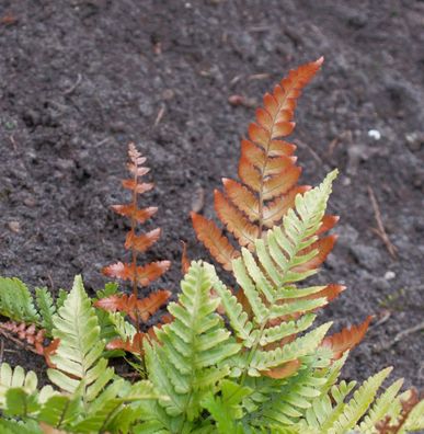 Rotschleierfarn Prolifica - großer Topf - Dryopteris erythrosora