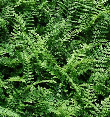 Weicher Schildfarn Proliferum - großer Topf - Polystichum setiferum