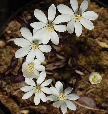 Zwillingsblatt - Jeffersonia diphylla