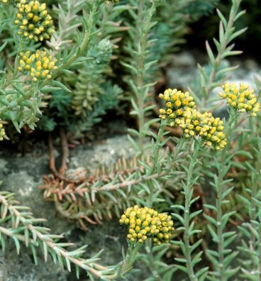 Felsen Fetthenne Elegans - Sedum reflexum