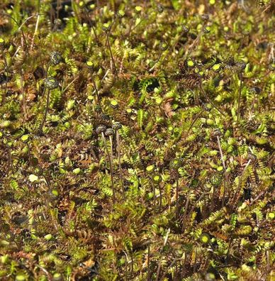 Brauner Fiederpolster - Leptinella dioica