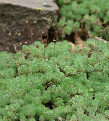 Silber Fliederpolster - Cotula hispida