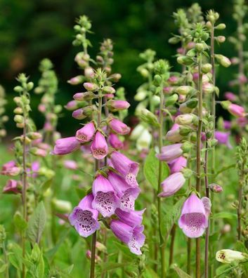 Roter Fingerhut - Digitalis purpurea
