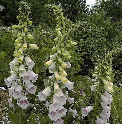 Fingerhut Excelsior - Digitalis purpurea