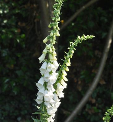 Fingerhut Snow Thimble - Digitalis purpurea