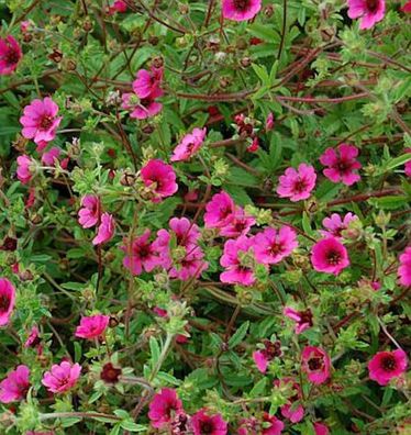 Fingerkraut Ron Mc Beath - Potentilla nepalensis