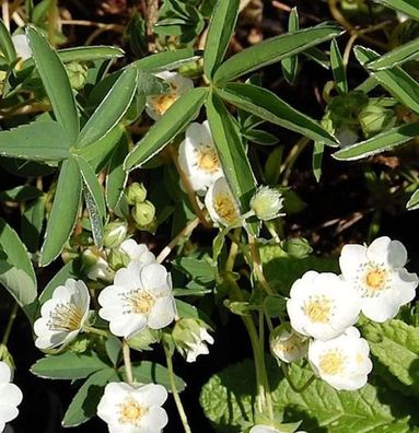 Weißes Fingerkraut - Potentilla alba