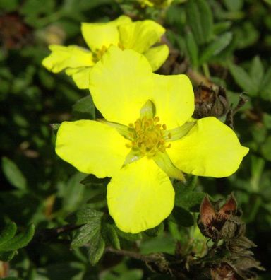 10x Kleiner Spierstrauch Longacre - Potentilla fruticosa