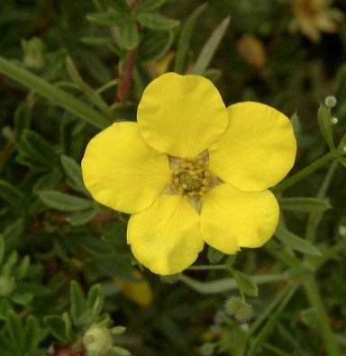 10x Kleiner Spierstrauch Klondike - Potentilla fruticosa