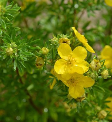10x Fünffingerstrauch Goldstern - Potentilla fruticosa