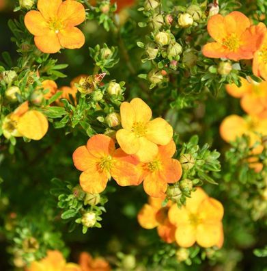 10x Kleiner Spierstrauch Bella Sol - Potentilla fruticosa