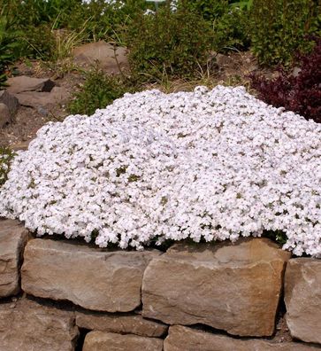 Niedrige Flammenblume Petticoat - Phlox subulata