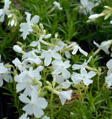 Niedrige Flammenblume Snowflake - Phlox subulata