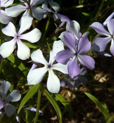 Flammenblume - Phlox divaricata