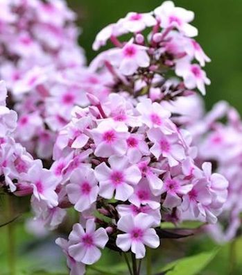 Wiesen Flammenblume Delta - Phlox Maculata