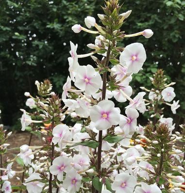Wiesen Flammenblume Omega - Phlox Maculata