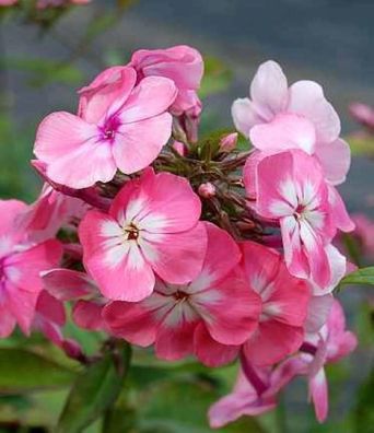 Hohe Flammenblume Bright Eyes - Phlox Paniculata