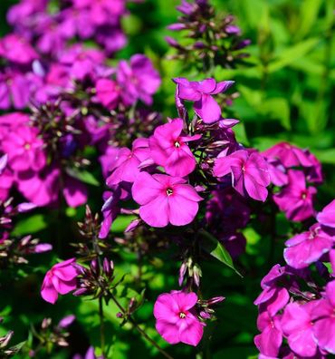 Hohe Flammenblume Düsterlohe - Phlox Paniculata