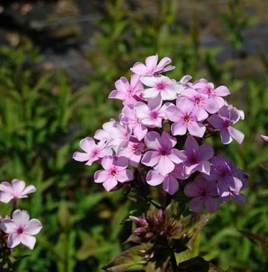 Hohe Flammenblume Lichtspiel - Phlox paniculata