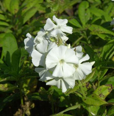 Hohe Flammenblume Pax - Phlox Paniculata