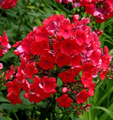 Hohe Flammenblume Starfire - Phlox Paniculata