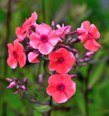 Hohe Flammenblume Tequila Sunrise - Phlox paniculata