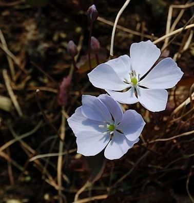 Herzblattschale - Jeffersonia dubia