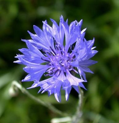 Kornblume - Centaurea cyanus