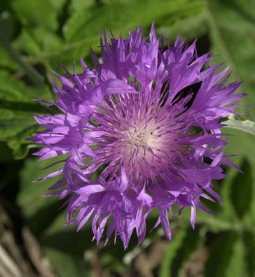 Flockenblume - Centaurea dealbata