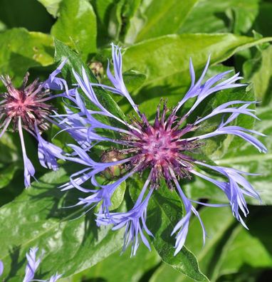 Bergflockenblume Grandiflora - Centaurea montana