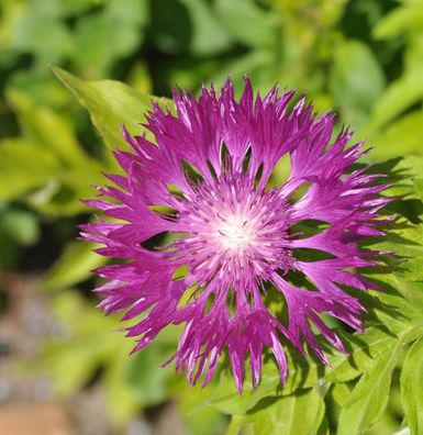 Flockenblume Steenberg - Centaurea dealbata