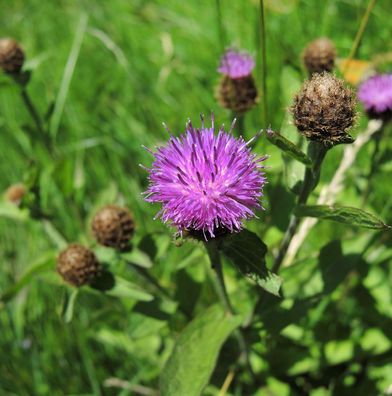 Perücken Flockenblume - Centaurea pseudophrygia