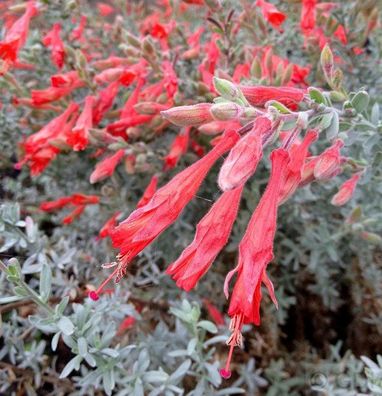 Kalifornische Fuchsie - Zauschneria californica ssp microphylla